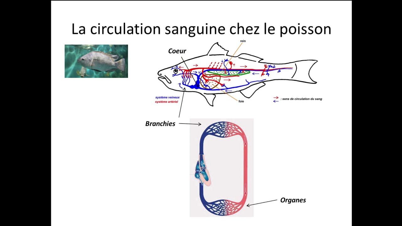 La circulation sanguine chez les animaux (32)