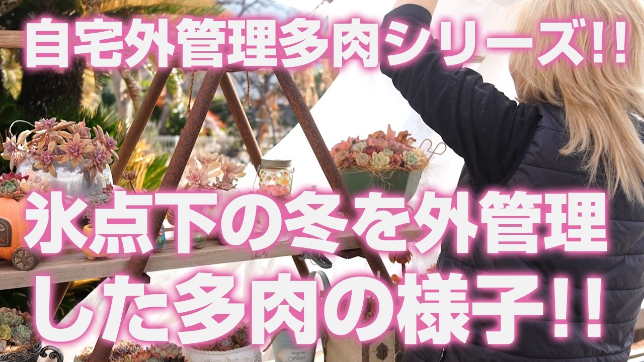 【多肉植物】氷点下の冬を外管理した多肉のその後の様子!!自宅外管理多肉シリーズ!!【succulent】トロピカルガーデン