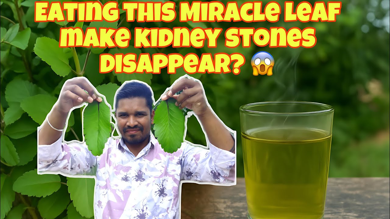 Nature&rsquo;s Gift &ndash; Ranapala or Miracle Leaf Magic Bye Bye Kidney Stones//Secret😉/Life plant /English