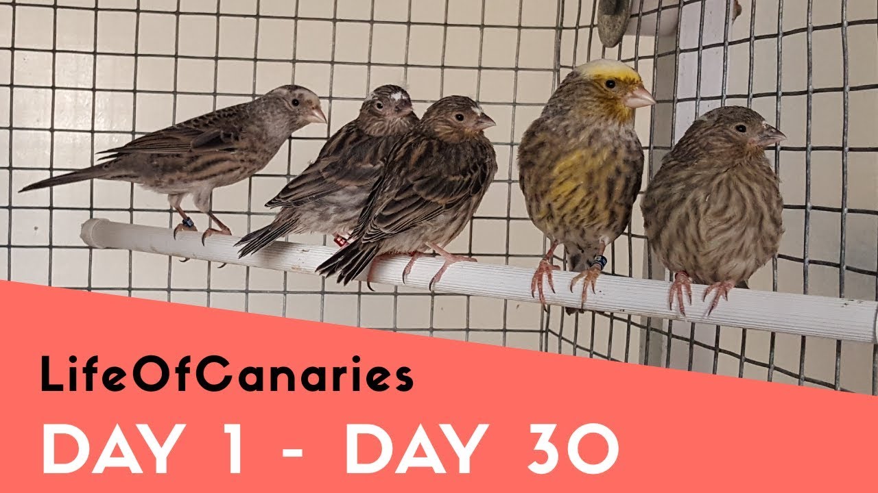CANARY LIFE