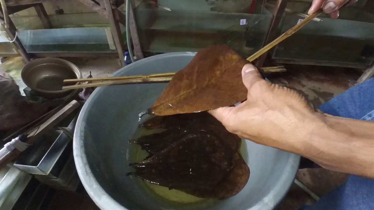 BUDIDAYA IKAN REDNUS TETRA