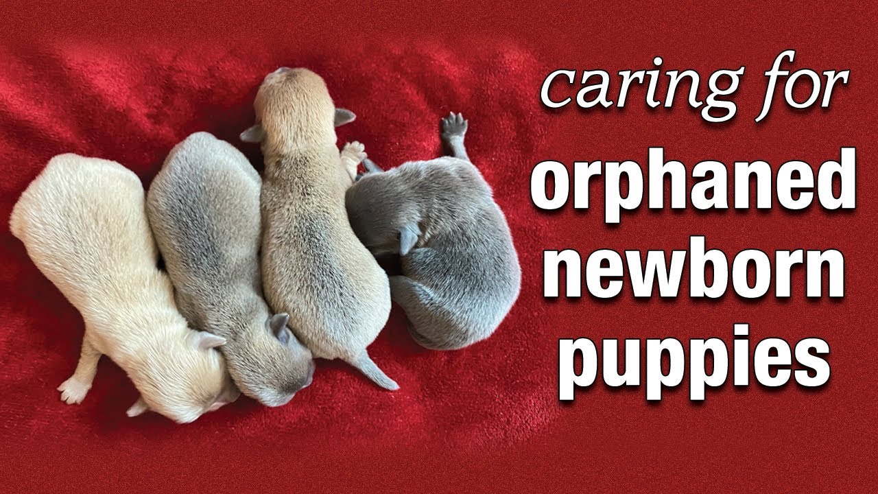 Caring for Orphaned Puppies | Sweetie Pie Pets by Kelly Swift