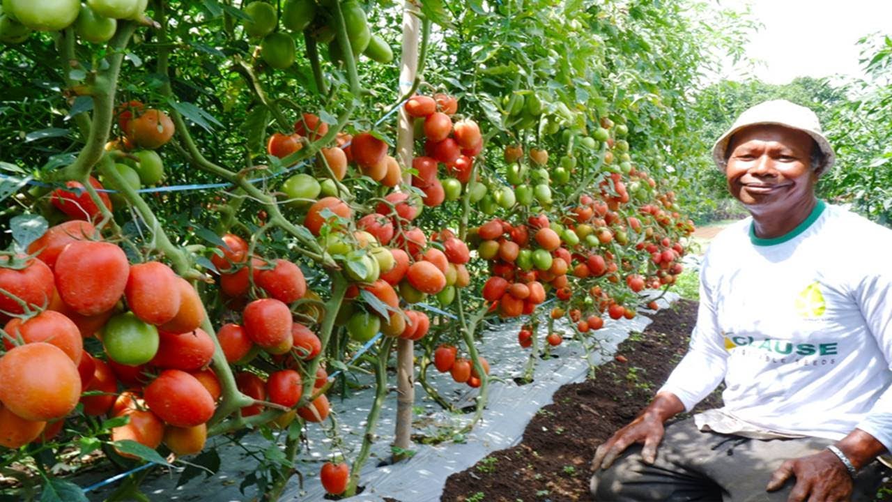 The best tomato fertilizer bears fruit