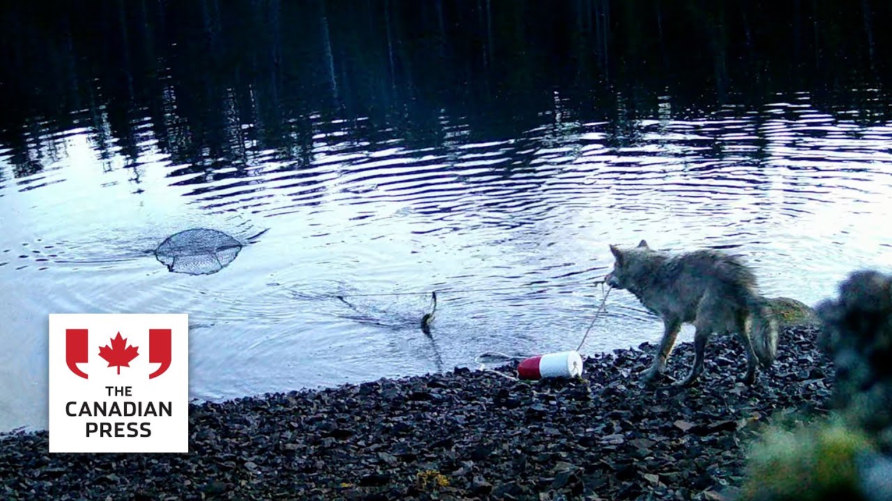 Video captures first evidence of possible tool-use by wolves in B.C.