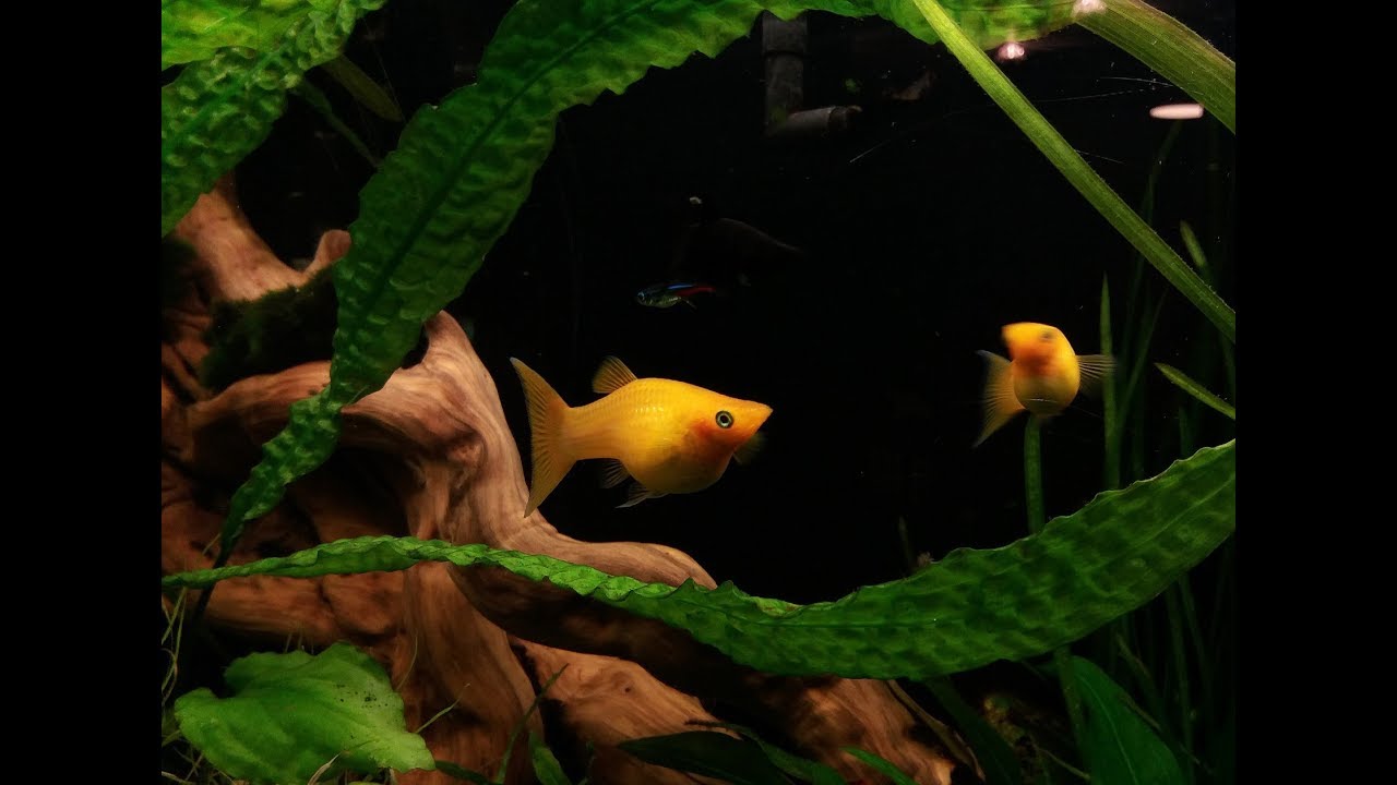 (115) Molinezje w akwarium 300l