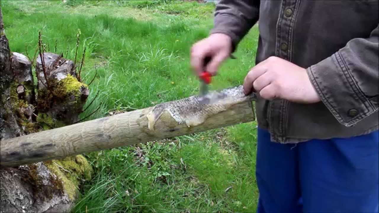 Making Fish Glue