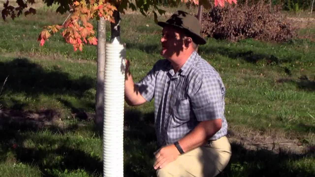 Deer Protection for Trees by Bill McAdams
