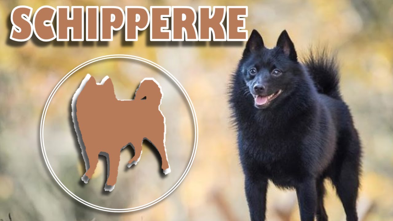 SCHIPPERKE - Little Black Devil (LBD)