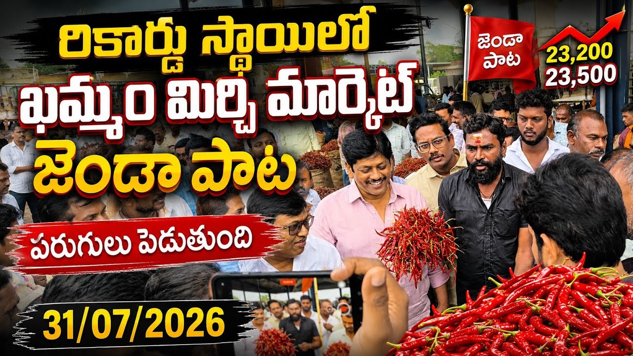31/07/2026 khammam mirchi market price khammam mirchi market today #dharalu #mirchi#mirchiratetoday