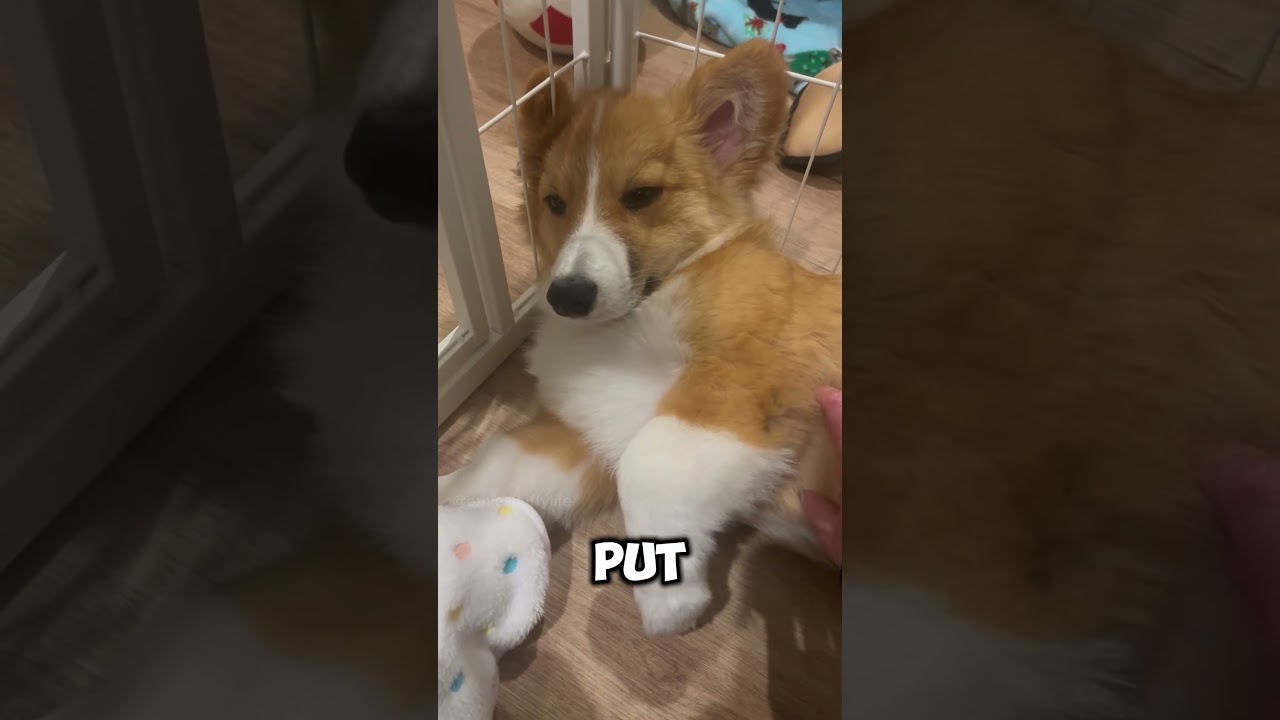OMG! I want to take him home! ❤️#corgi #dogs #puppy #fyp