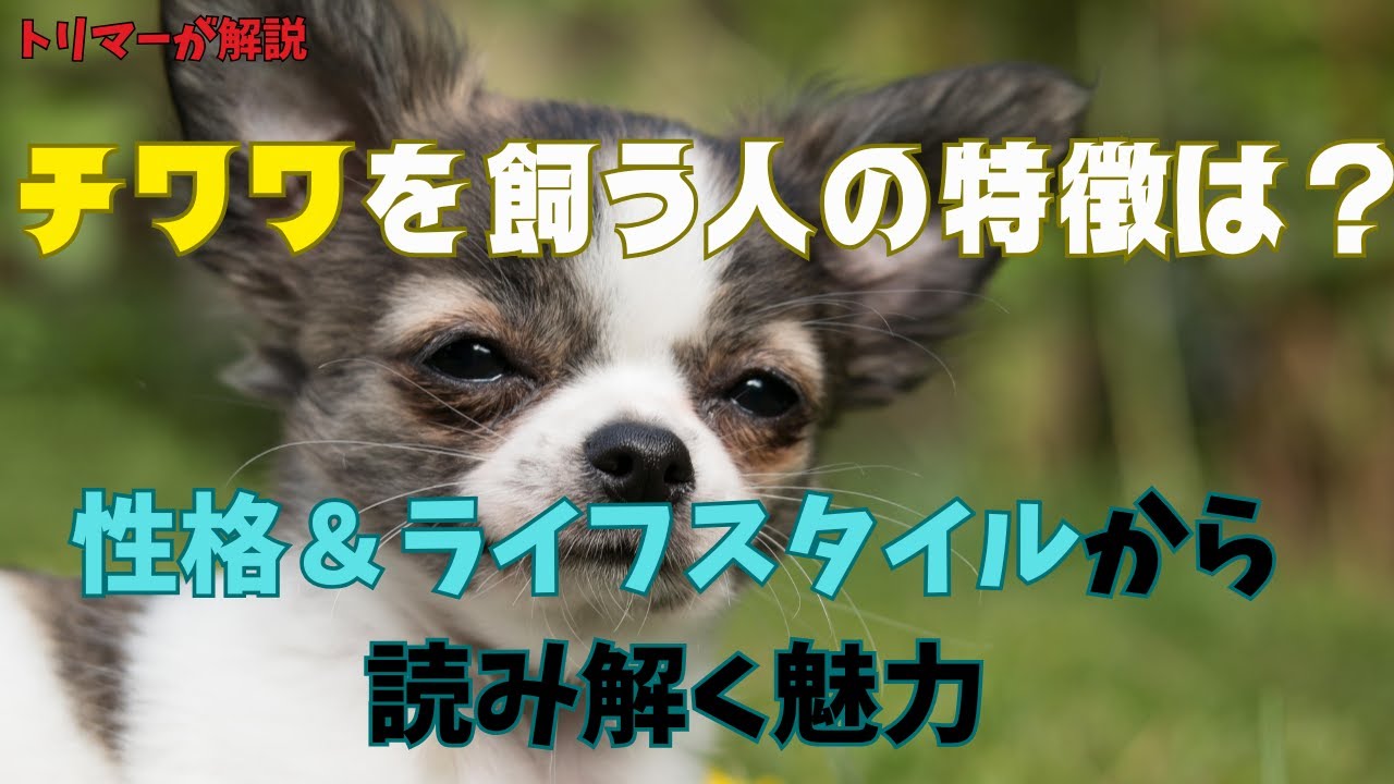 チワワを飼う人の特徴は？性格＆ライフスタイルから読み解く魅力