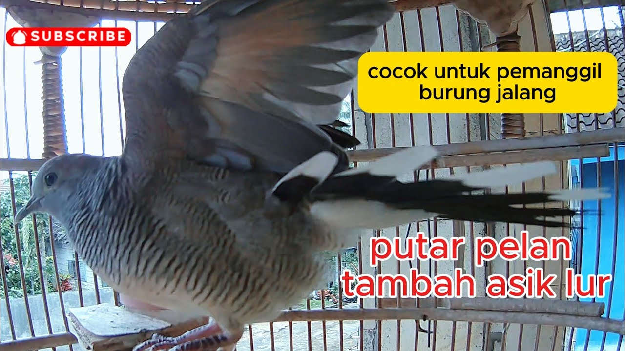 suara pancinggan perkutut #perkutut #viral #shorts