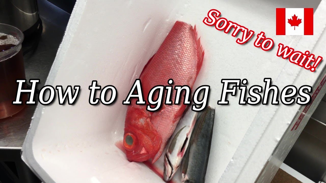 【Aging Fishes】☆Perfect Manual☆ How long can it keep ? What is the different taste ！?