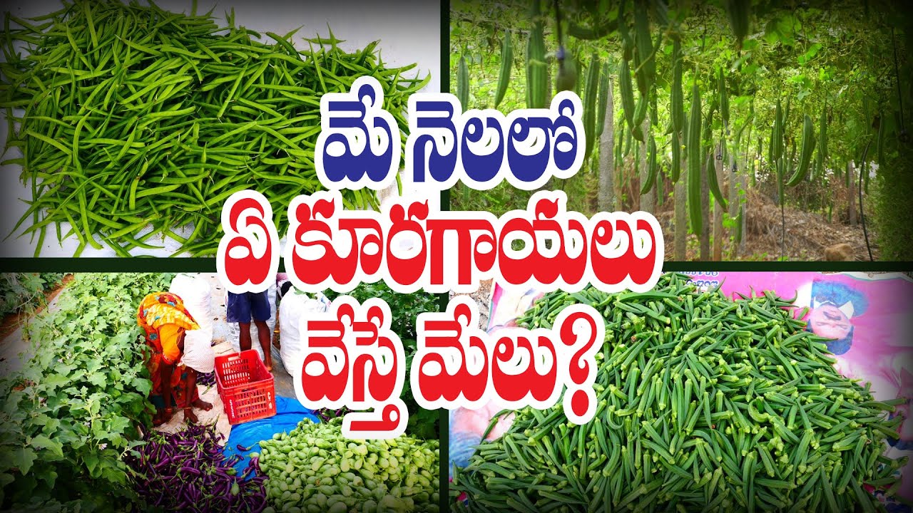 కూరగాయలు, ఆకు కూరలు ఇలా సాగు చేయండి || Vegetable Farming || Meesala Ramakrishna