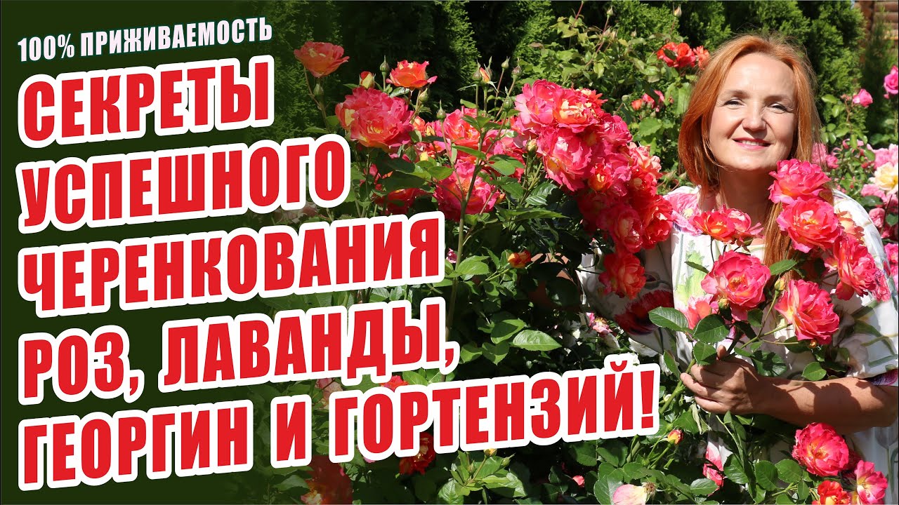 ЧЕРЕНКОВАНИЕ РОЗ, ЛАВАНДЫ, ГЕОРГИН, ГОРТЕНЗИЙ ЛЕТОМ. КАК ПРАВИЛЬНО ЧЕРЕНКОВАТЬ? РАЗМНОЖЕНИЕ ЦВЕТОВ