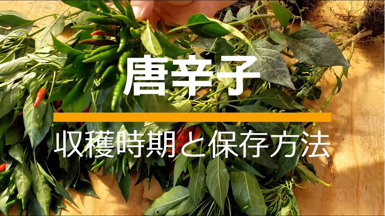 唐辛子の収穫時期見極め方と保存方法