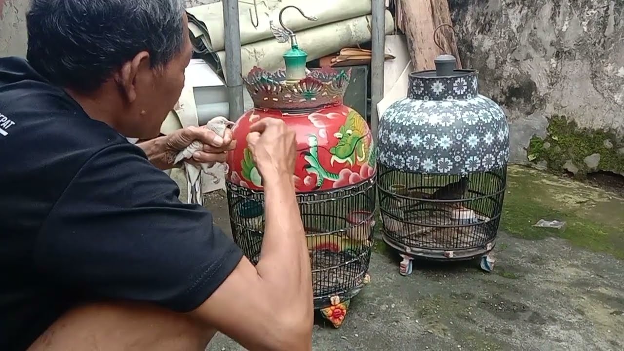 Ini dia solusinya...!!! Kacang hijau bisa membuat perkutut jadi gacor #GEMPOLBIRDFARMCHANNEL