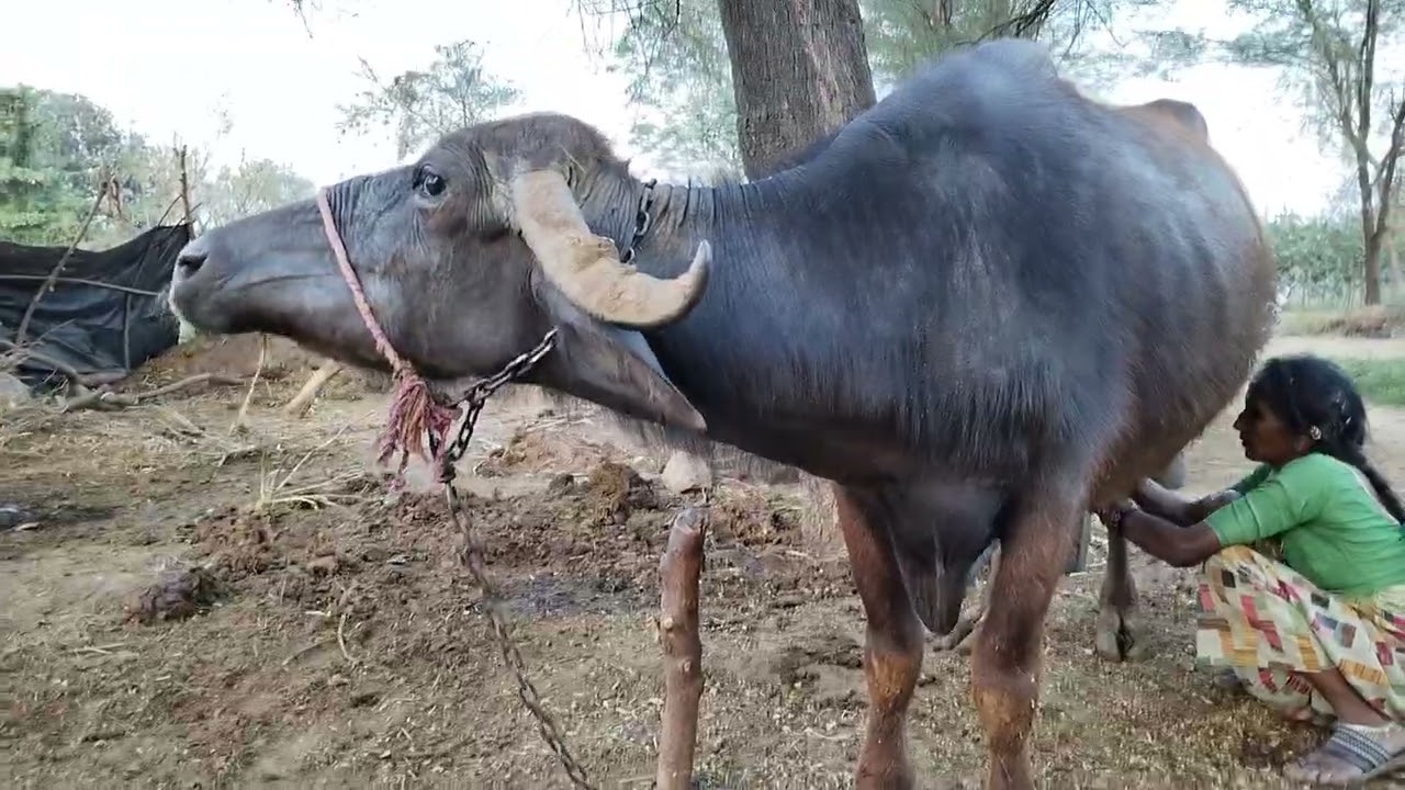 Buffalo milking video 🥰/ live buffalo milking #live 