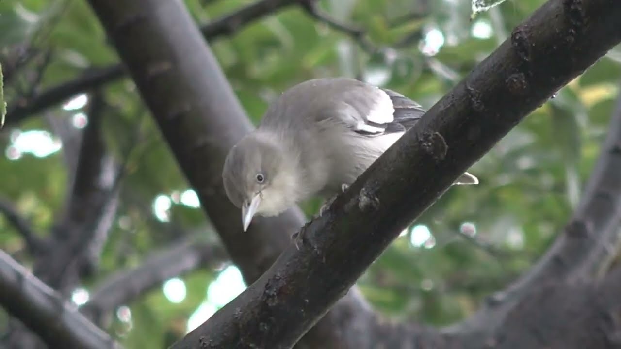 カラムクドリ　丸子川