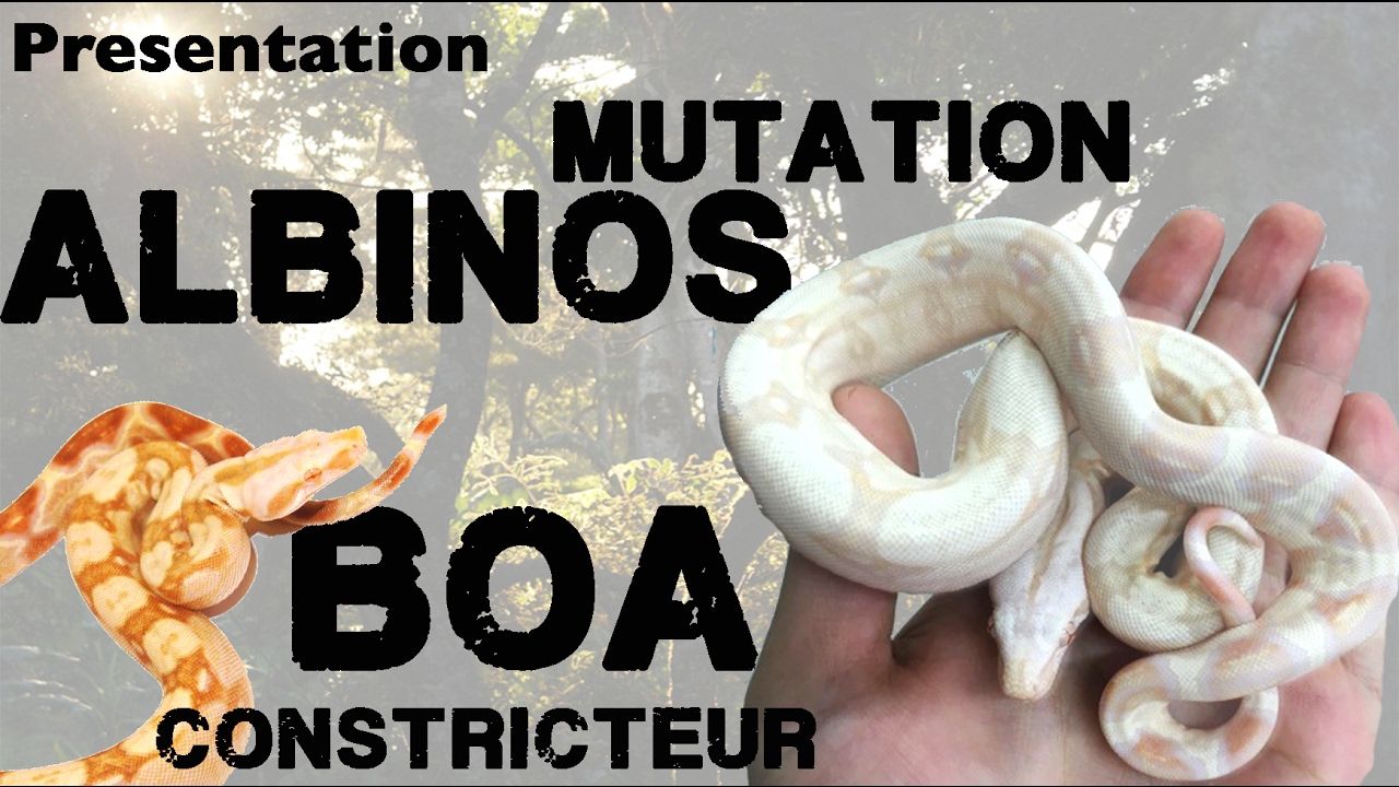 Boa constrictor imperator : La mutation 