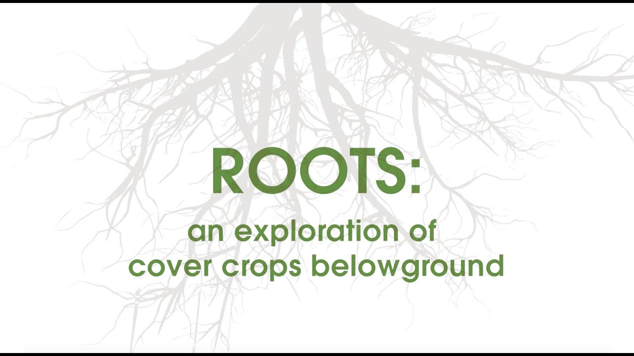 Roots: An exploration of cover crops belowground
