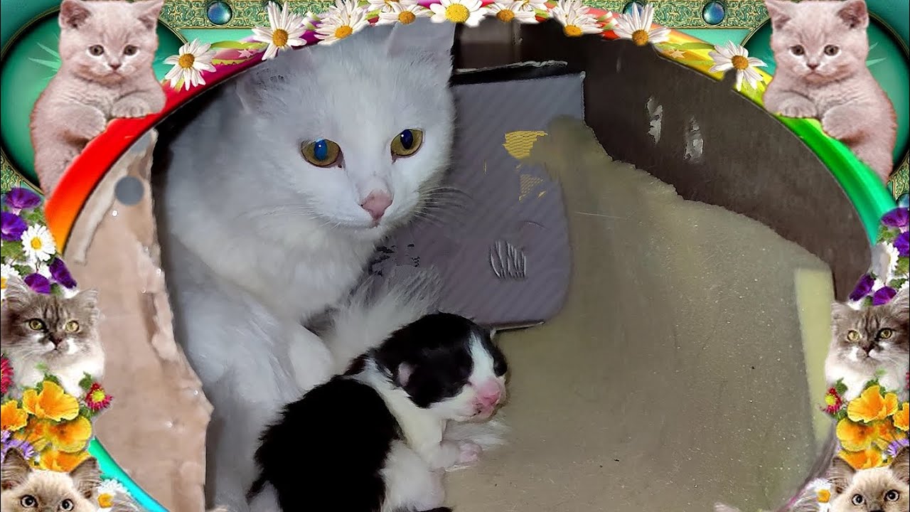 Наша кошка родила котят.