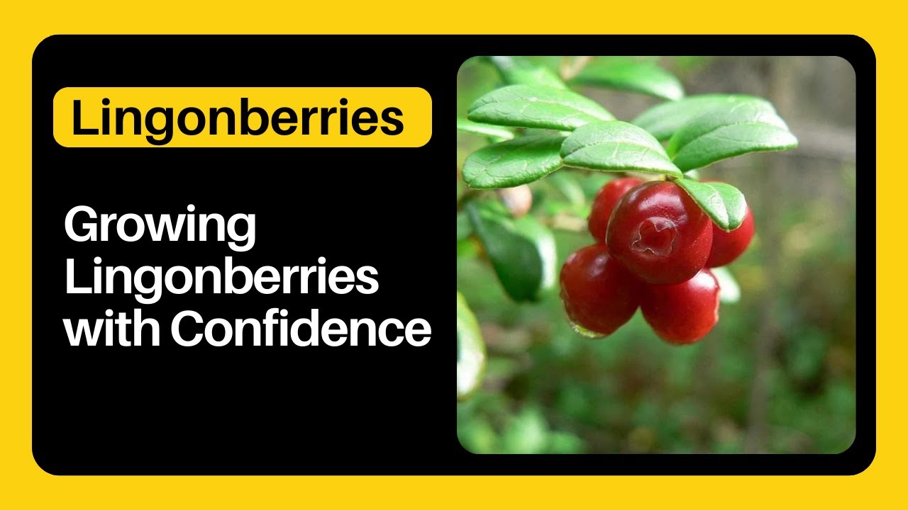 Growing Lingonberries with Confidence: Growing and Caring for Lingonberries