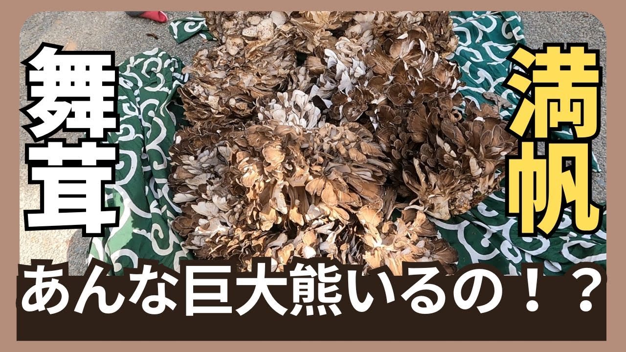 【天然舞茸】２本の木でリュック満帆になりました！こんな熊には気をつけてください！