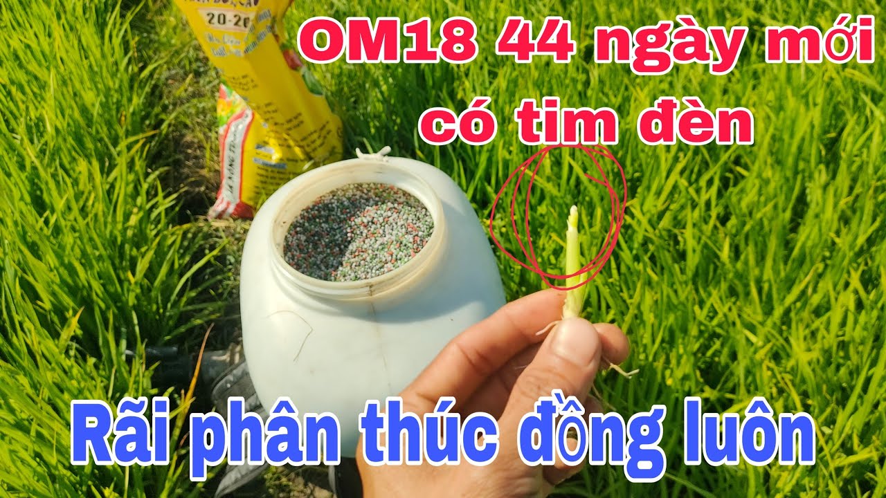 B&oacute;n ph&acirc;n đ&oacute;n d&ograve;ng cho l&uacute;a om18