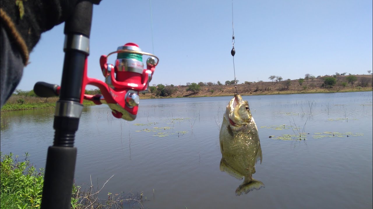 A MELHOR ISCAS PARA PESCAR PIRANHA, É CORAÇÃO DE BOI E PIABA!
