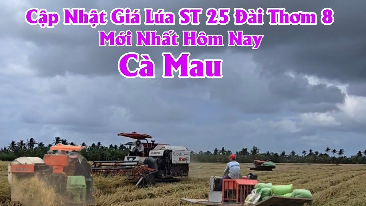 10/ 3 Cập Nhật Giá Lúa Đài Thơm 8 & ST 25 Mới Nhất Hôm Nay #ngườicàmau