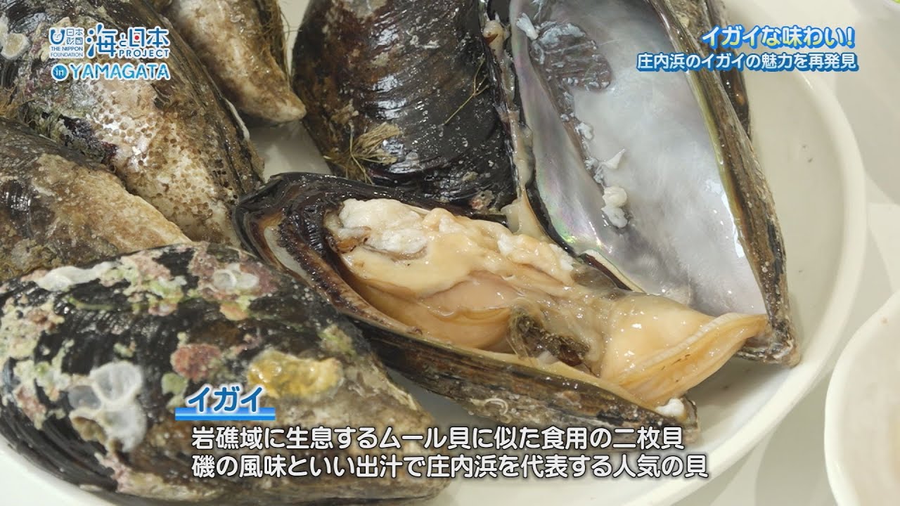 &rdquo;イガイ&rdquo;な味わい！庄内浜のイガイの魅力を再発見