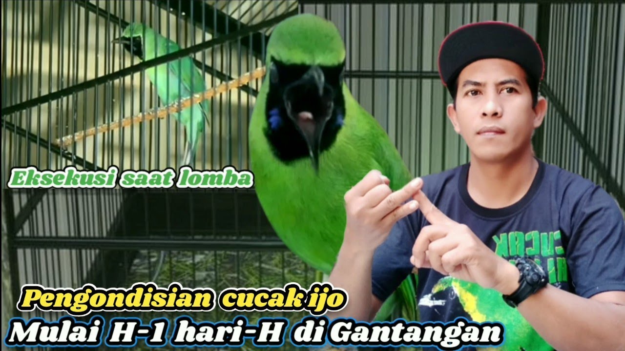 Setingan Cucak ijo lomba‼️ Pengondisian Cucak ijo lomba H-1 hari-H dan Gantangan