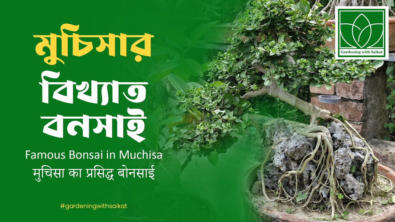 Famous Bonsai in Muchisa | Bonsai Nursery in Muchisa