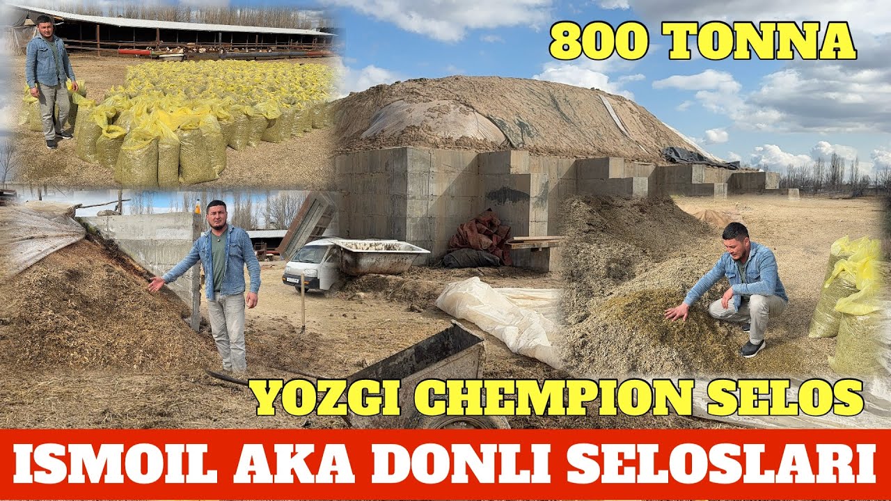 ISMOIL AKA YOZGI DONLI SELOSLARI 800 TONNA SOTILADI DASTAVKALARI BOR. 2026-YIL REKORDI