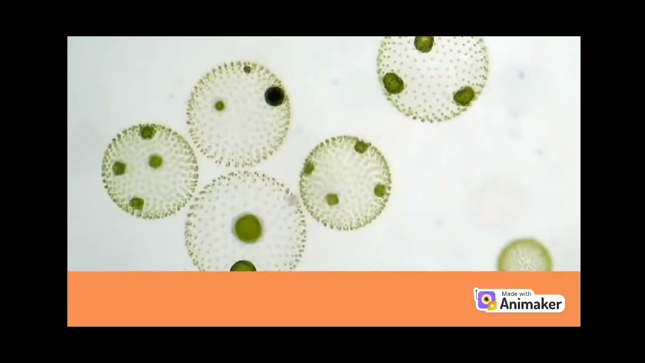 Los Protistas de Tipo Vegetal 