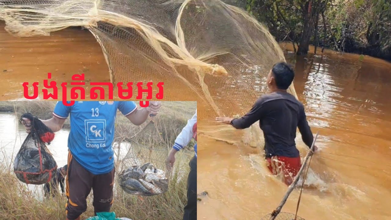 បង់ត្រីនៅអូរបន្ទាយជ័រ ស្រុកចុកាល់ ឧត្តមានជ័យ #amazing #viralvideo #fishing 