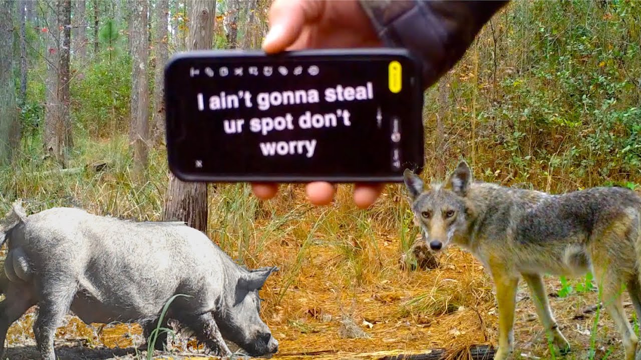 Alligators & Bobcats! Unbelievable Wildlife Encounters in a SC Swamp