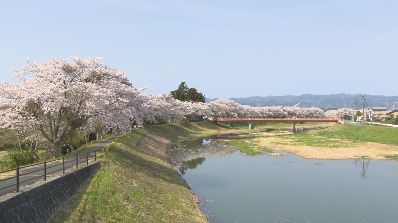 【映像】小高川の桜　福島・南相馬市【四季カメラ】