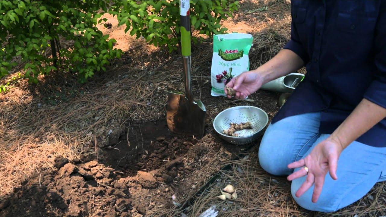 It's Time to Plan for Bulbs
