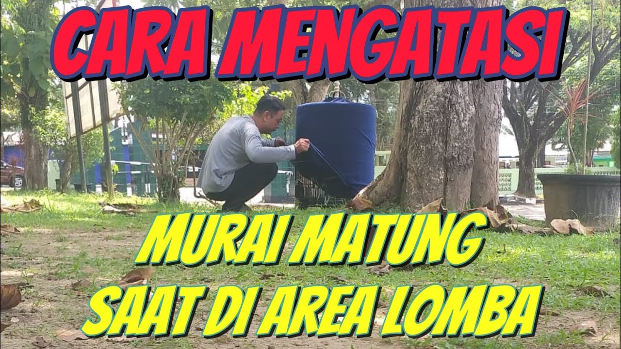 CARA MENGATASI MURAI MATUNG SAAT DI AREA LOMBA