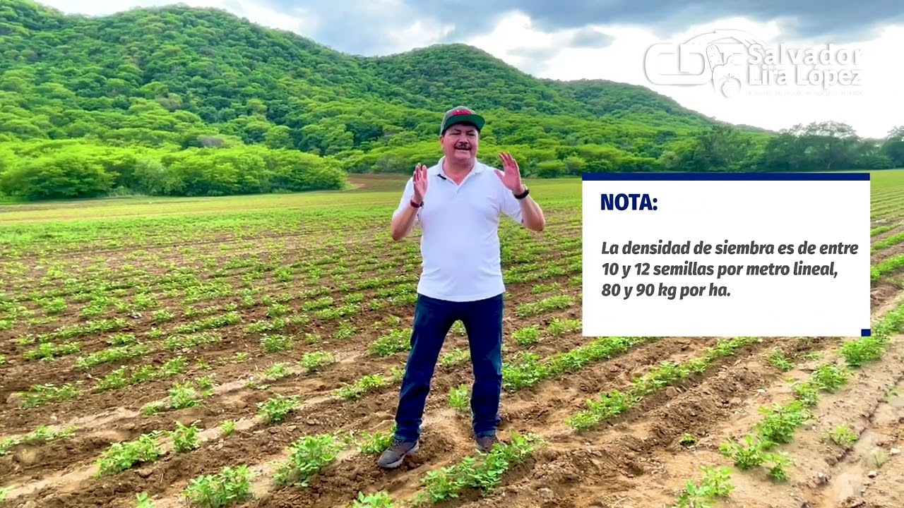 Fertilización de cacahuate