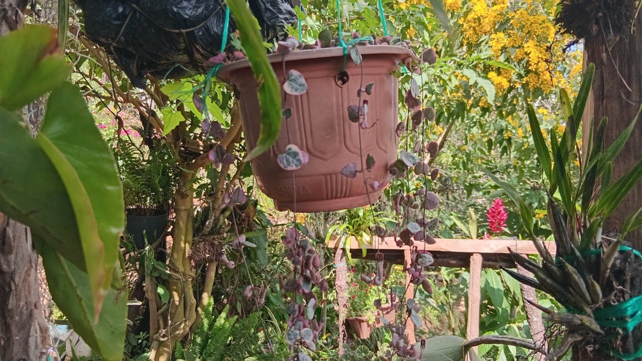 Plantas de porte colgante