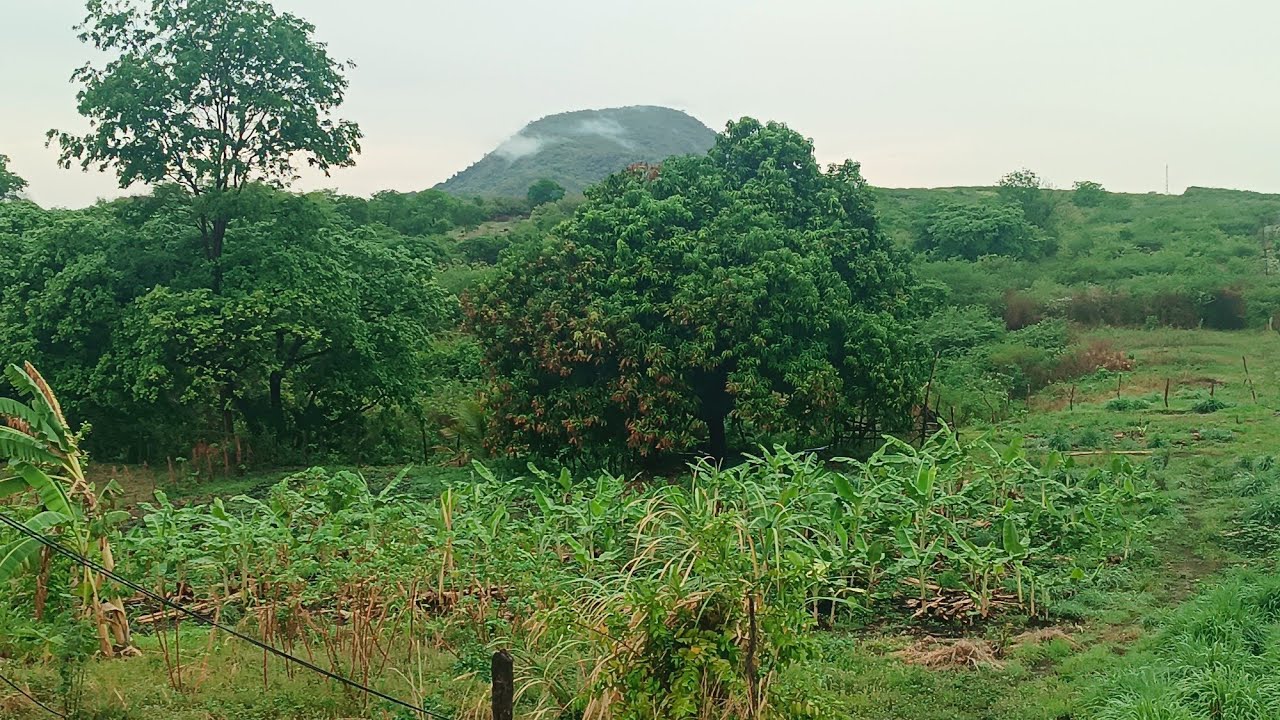 CHUVA NO NOSSO SÍTIO JATOBÁ EM CARIÚS CEARÁ HOJE 27.01.2026