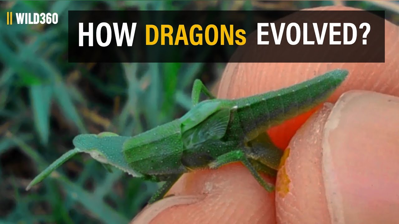 HOW DRAGONs EVOLVED? 😱
