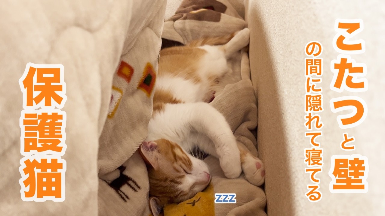 保護猫と過ごす初めての年末年始🎍