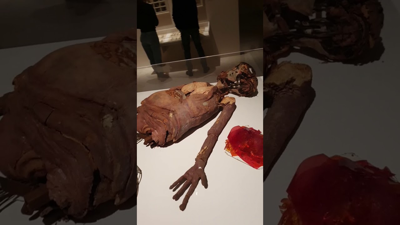 E.T. the extra terrestrial Screenused animatronics on display !