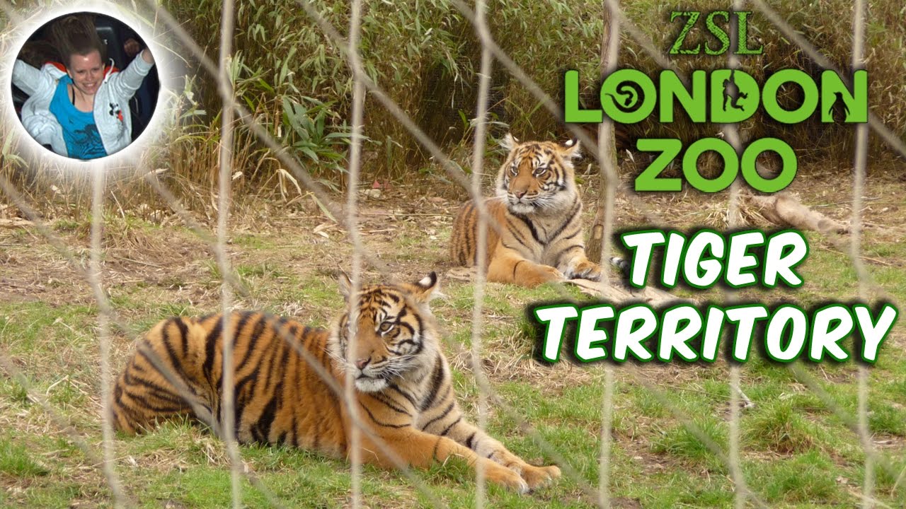 Tiger Territory | ZSL London Zoo
