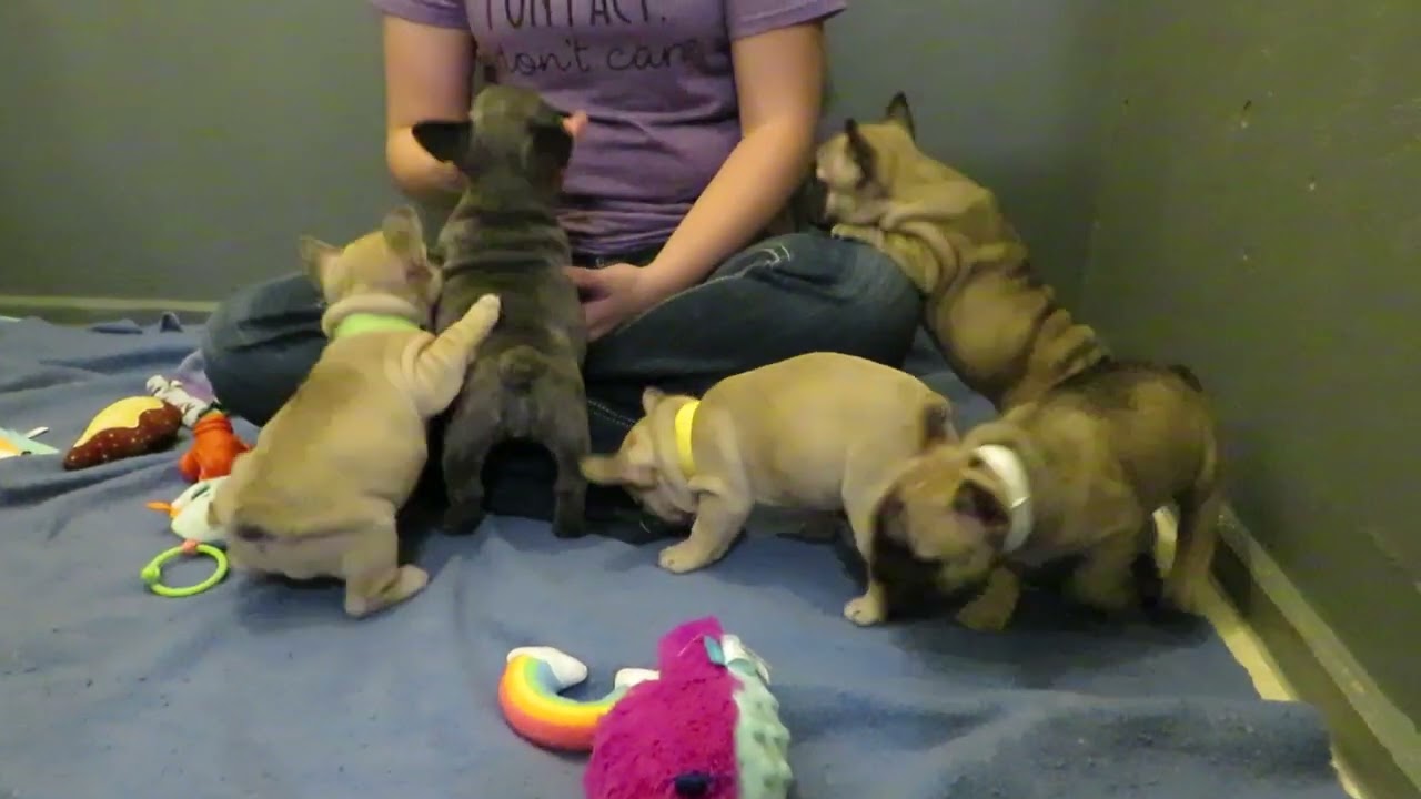 Rose/Zoey Puppies (Rose Females Available) ~ French Bulldog Puppies ~ Oregon French Bulldog Breeders