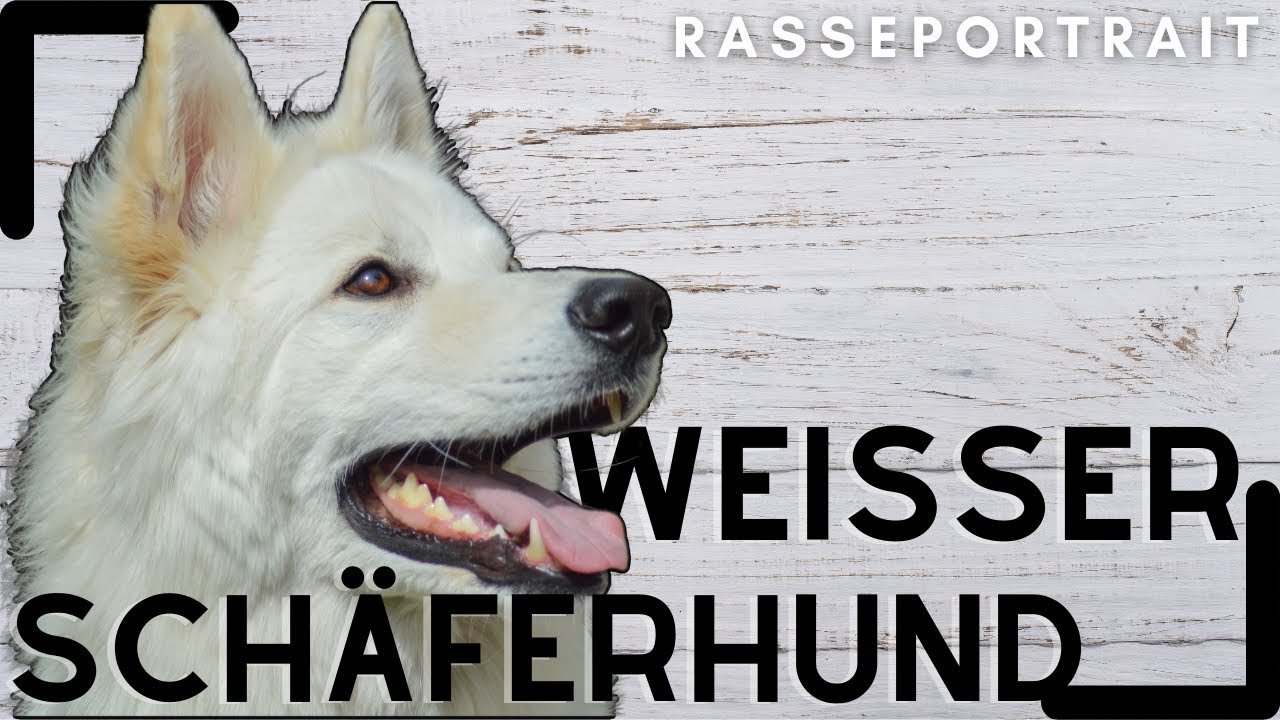 Weißer Schweizer Schäferhund - Ursprung, Wesen & Haltung